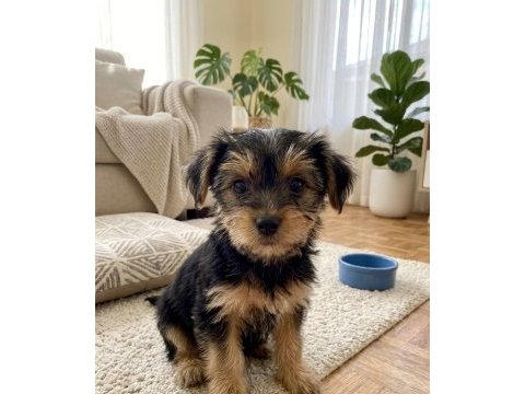 Hiç tüy dökmeyen alerji yapmayan ırk köpeğimiz