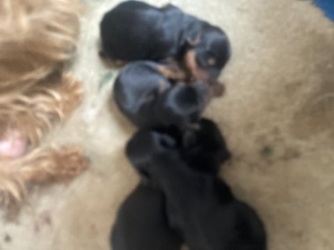 Morkie köpekler