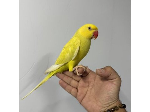 Sarı mutasyon yavru pakistan