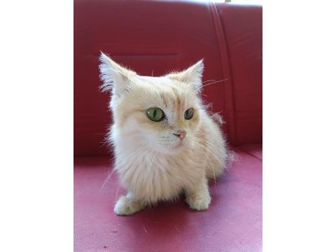 Orjinal ırk 2 yaşında longhair shorthair dişi kediler