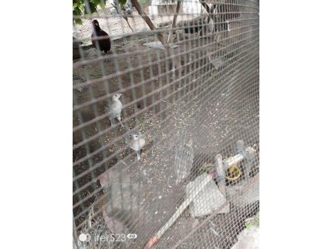 2 aylık palazlar keklik ve sülün