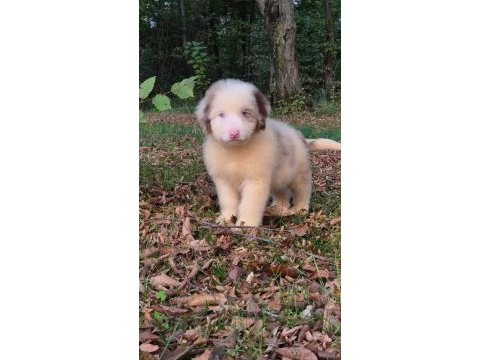 Blue merle ausiee doodle yavrumuz