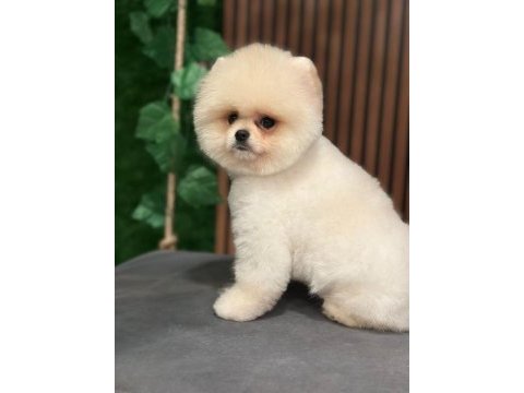Ayı surat safkan pomeranian boo köpekler
