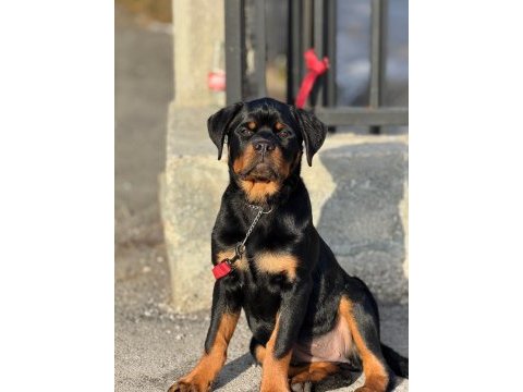 Extrem rottweiler