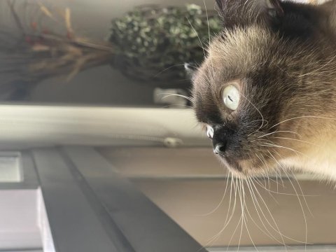 Siyam kedimiz mocha onu çok sevecek yeni ailesini arıyor