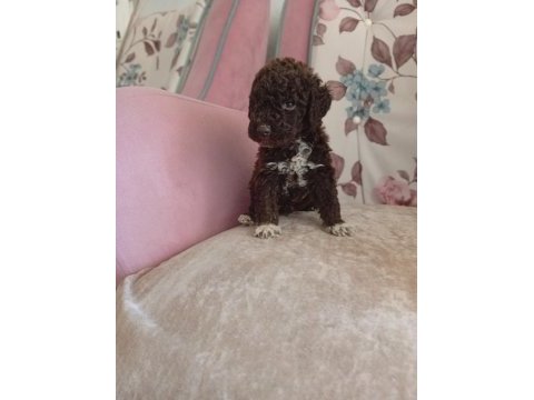 Çikolata poodle bebekler