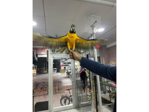 Faturalı cites belgeli 8 aylık macaw papağanlar