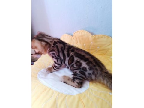 Wcf show class bengal kedisi bebekler