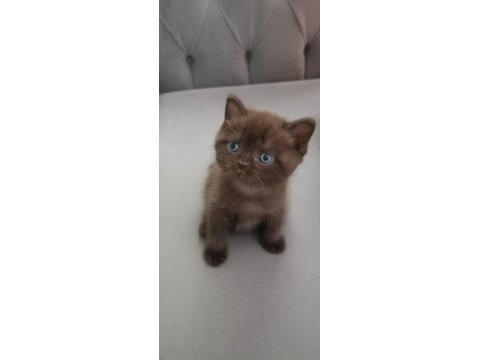 British shorthair yavrulara sıcak yuva