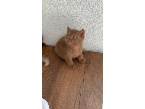 Premium british shorthair cinnamon