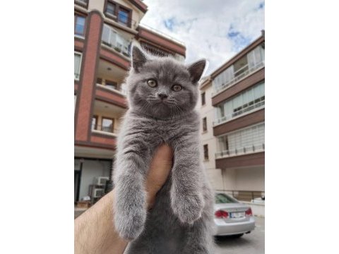 2 aylık ayı surat british shorthair