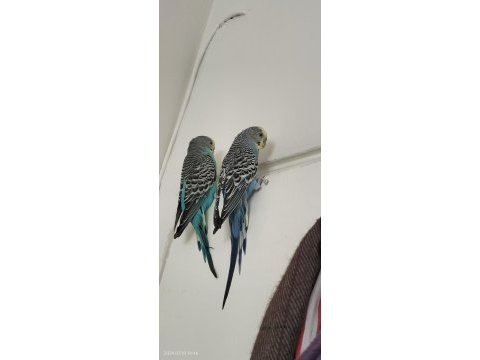 İzmir iki dişi muhabbet kuşu