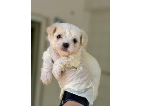 Birbirinden tatlı maltipoo bebekler