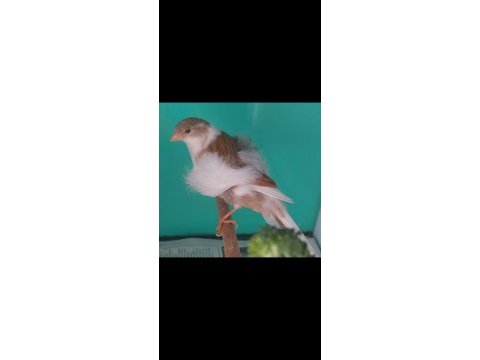 Safkan nort horlandes kız dişi 10 aylık kanaryalar