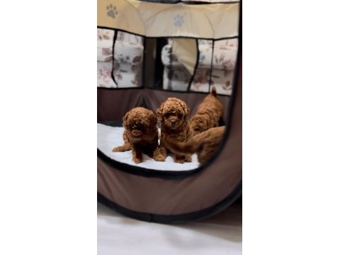 Toy poodle yavrular