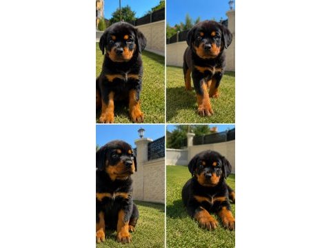 Şecereli extrem rottweiler yavruları mevcuttur