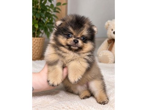 Pomeranian teacup özel renk