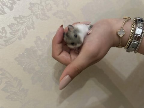Hamster (ataşehir)