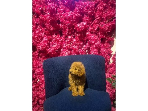 4 aylık toy poodle