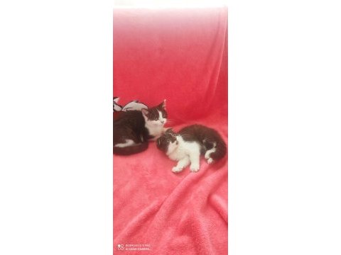 A kalite bicolor kahve beyaz scottish fold bebekler