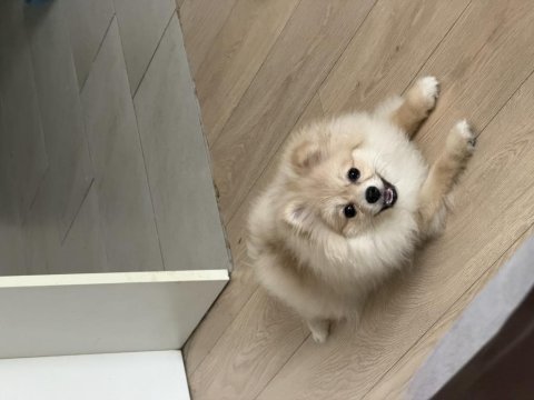 7 aylık dişi pomeranian