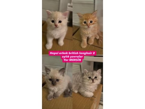 British yavrular 1 aylık (2 dişi 2 erkek)