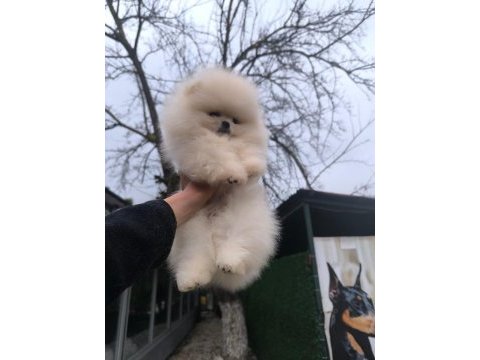 İstanbul beykoz pomeranian boo