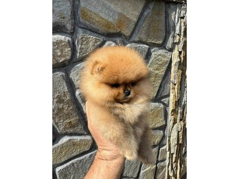 Mukemmel kalite teddy bear pomeranian boo yavrular