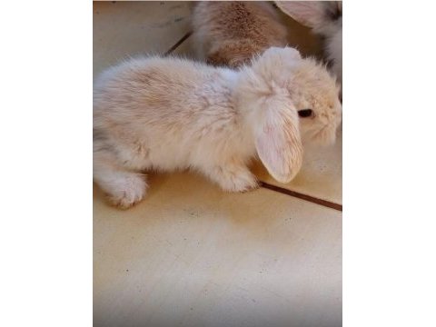 Hollanda teddy lop tavşan yavruları