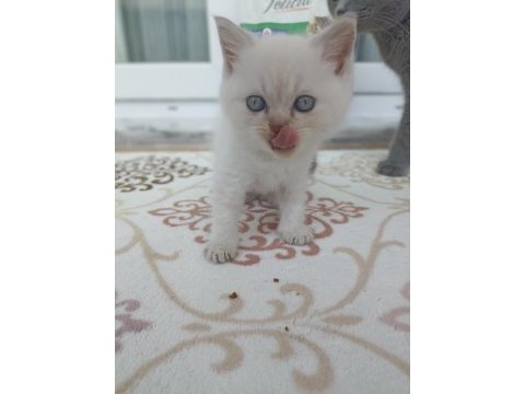 Boncuk gözlü british shorthair