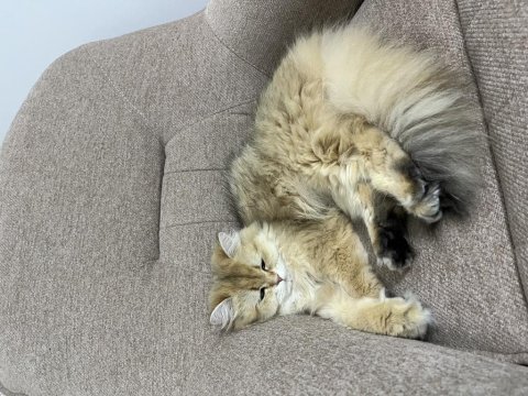 2 yaşında british longhair