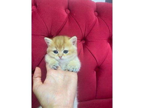 British golden erkek yavru anne babası şecereli
