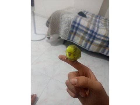 2 aylık evcil dişi ve erkek muhabbet kuşu