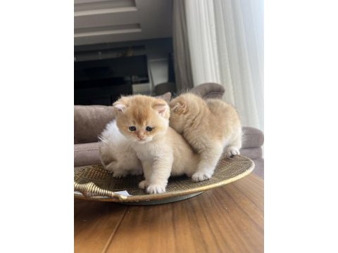 Safkan kaliteli golden yavrular (british ve scottish fold)