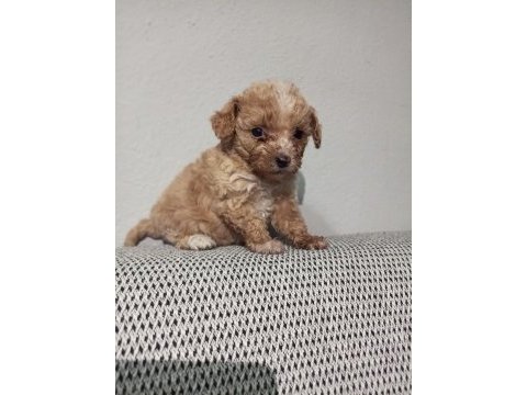 Birbirinden sevimli maltipoo yavrular