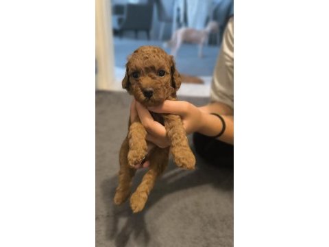 Şecereli toy poodle baba maltipoo anne
