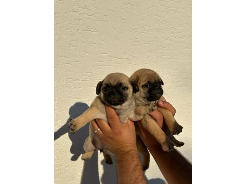 Pug ilgilenemediğimiz için veriyoruz