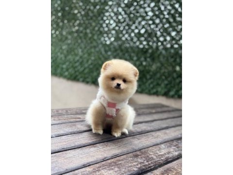 Orjinal pomeranian