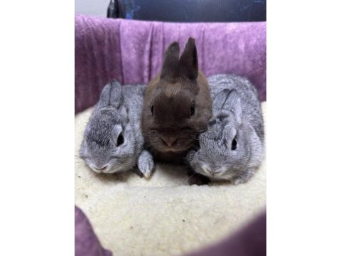 Cüce netherland dwarf tavşan yavrularımız