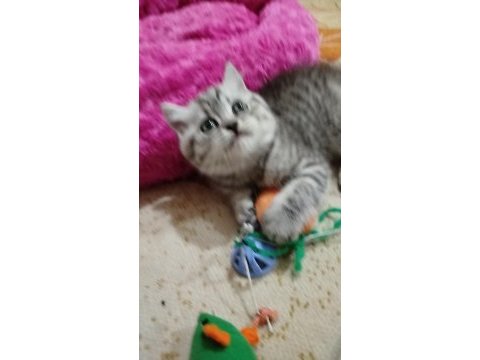 British shorthair ponçik lokma tatlımı kim ister