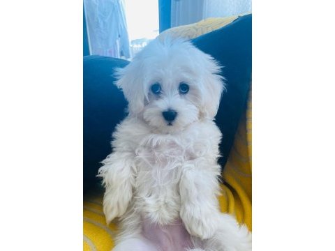 Maltese terrier 6 aylık dişi sahiplendirilecektir