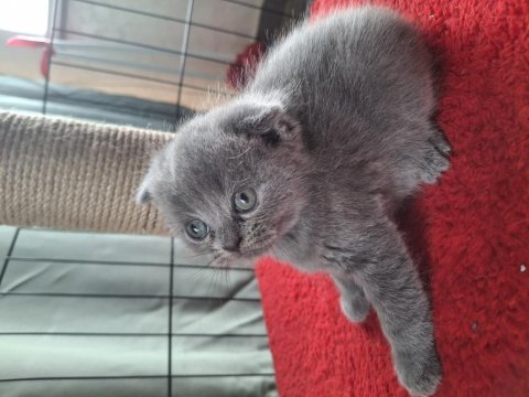 Minik scottish fold yavrularımız