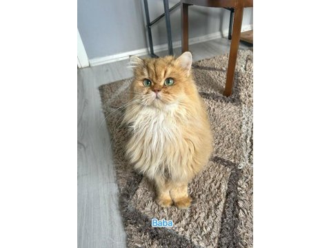 Full şecereli golden ny12 scottish fold oğlumuz