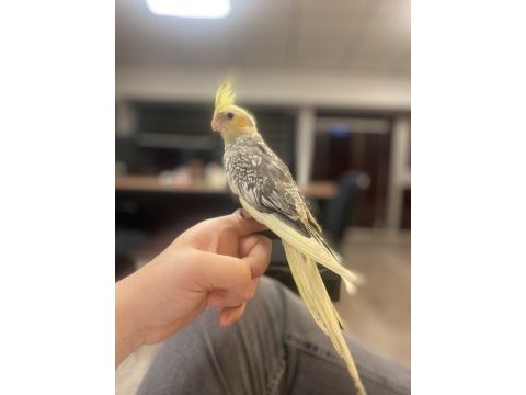 4 aylık erkek full evcil sultan papağanı