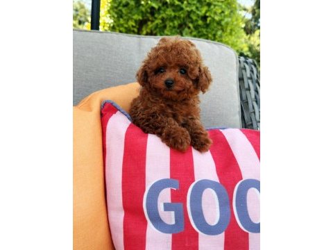Ankaranın en güzel kore toy poodle yavruları