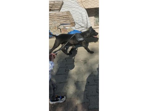 Cane corso karnesi varsorunsuz