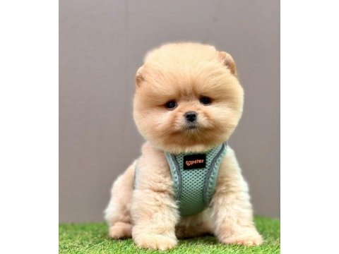 Safkan pomeranian boo yavrularımız