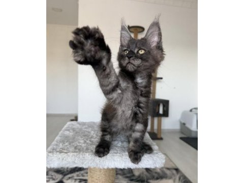 Black smoke erkek üst kaliteli maine coon
