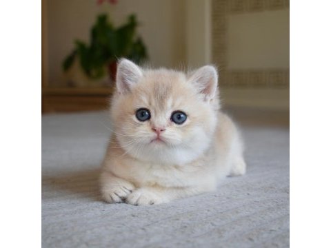 Nadir renk  golden british shorthair 