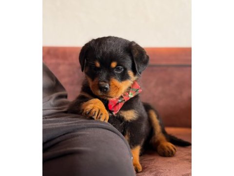 A şecereli erkek rottweiler yavrularım